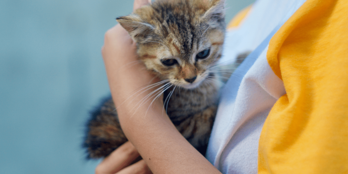 Bring a Foster Cat Home for the Holidays - close up of a tabby kitten being held