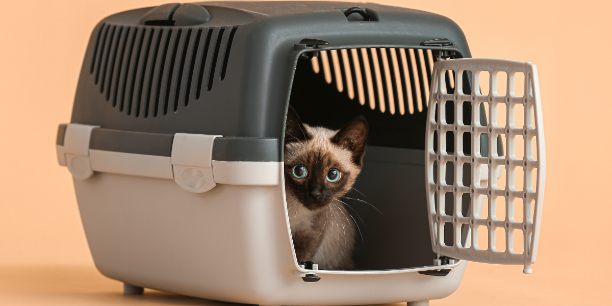 Cat carrier - cat sitting in a cat carrier