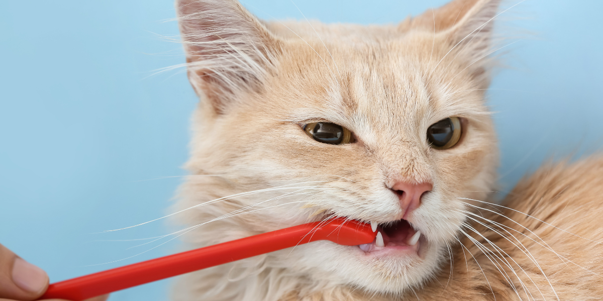 Creamed colored cat getting teeth brushed with red toothbrush