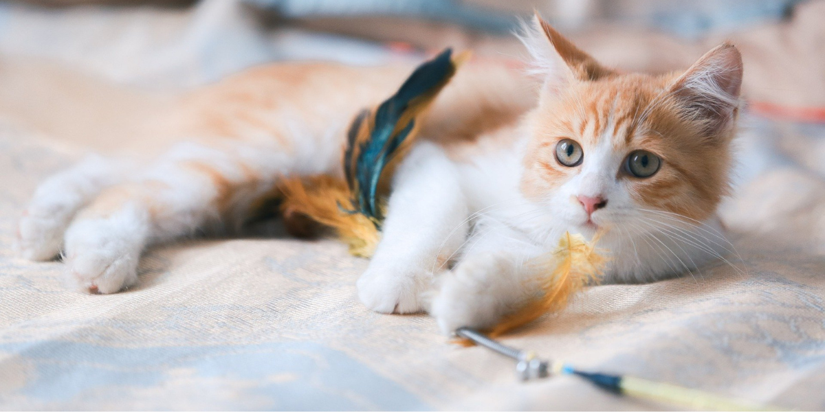 Orange and white kitten playing with a feathered toy
