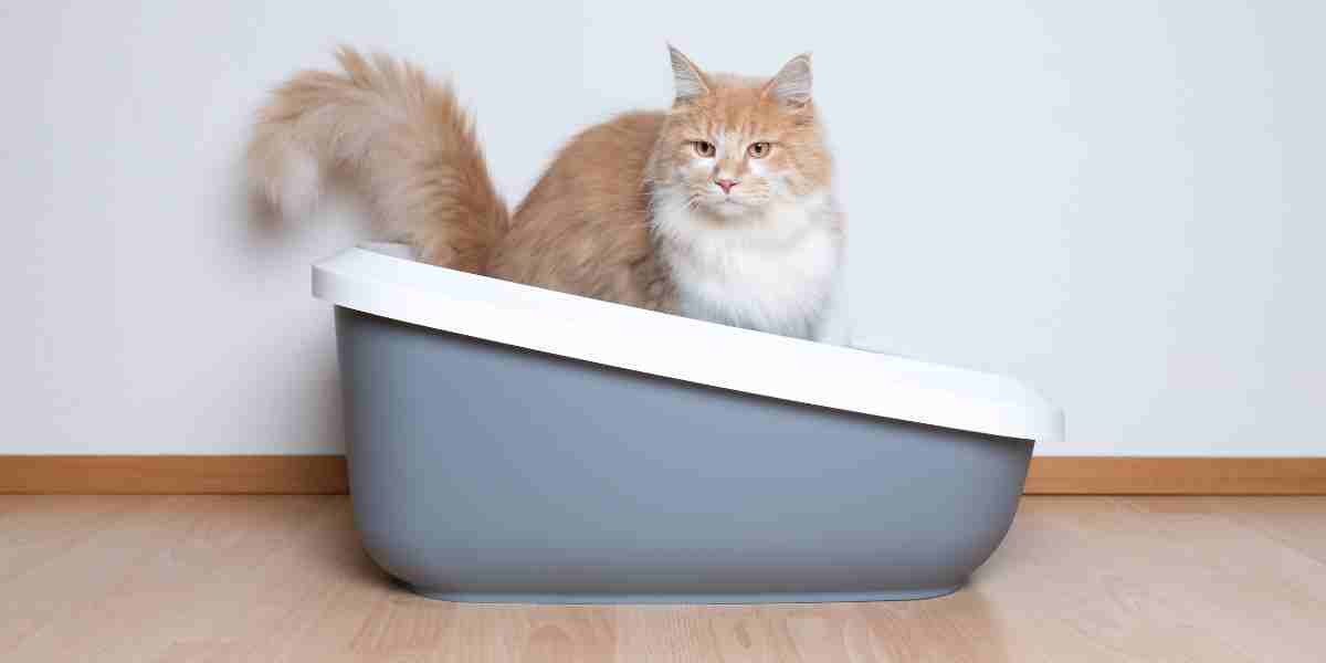 Fluffy white and orange cat comfortably using a spacious litter box, highlighting cat preference for clean litter areas