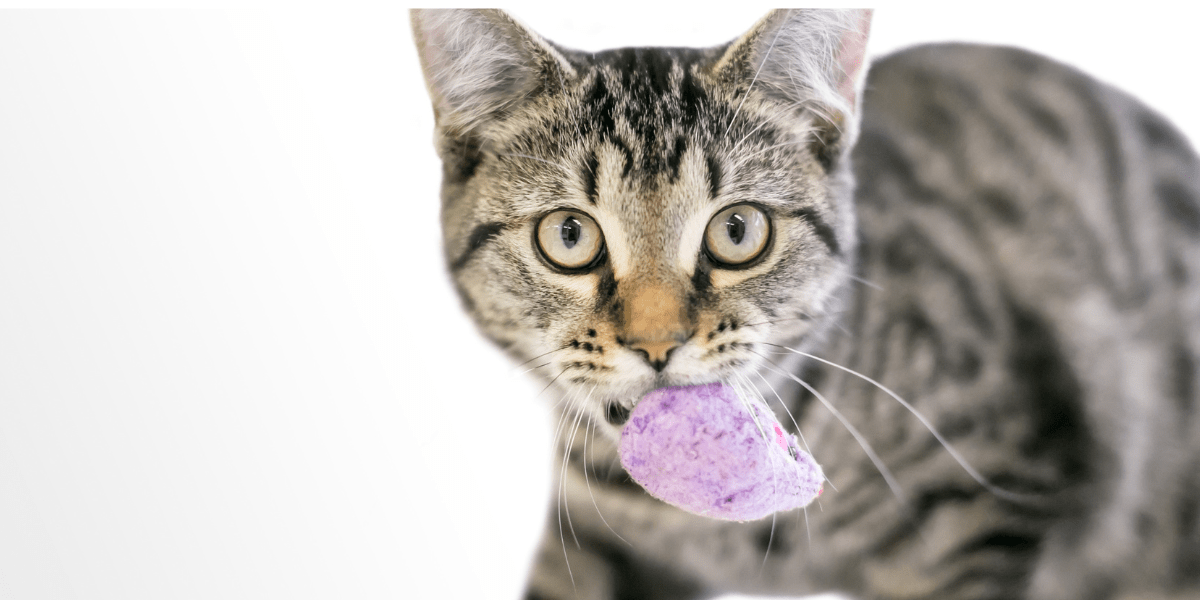 Cats Bring You Gifts - grey tabby cat holding a purple toy mouse in its mouth