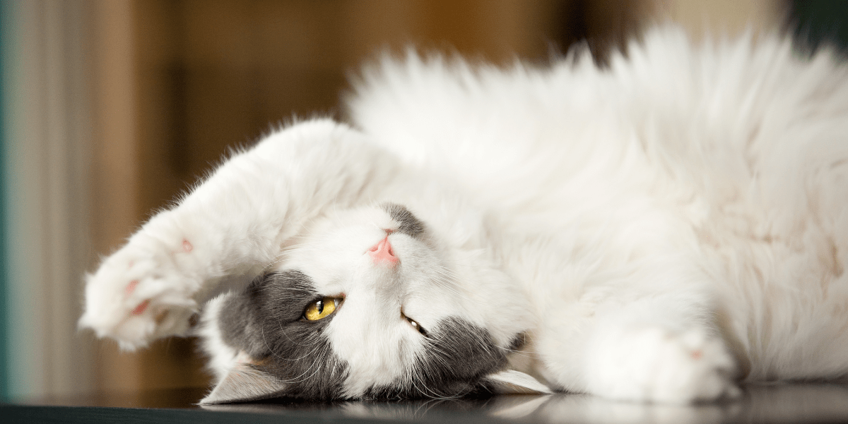 Cats Provide Hours of Entertainment - fluffy white and grey kitty laying on his back exposing his belly
