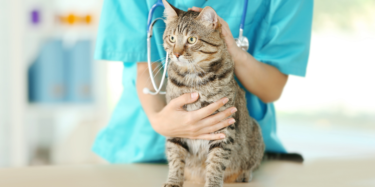 Commit to vet check-ups - Veterinarian Doctor Checking Cat at a Vet Clinic