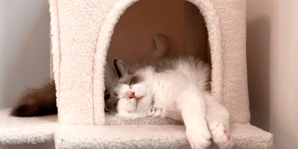 Create a safe space for your cat - grey and white fluffy cat in a cat castle sleeping