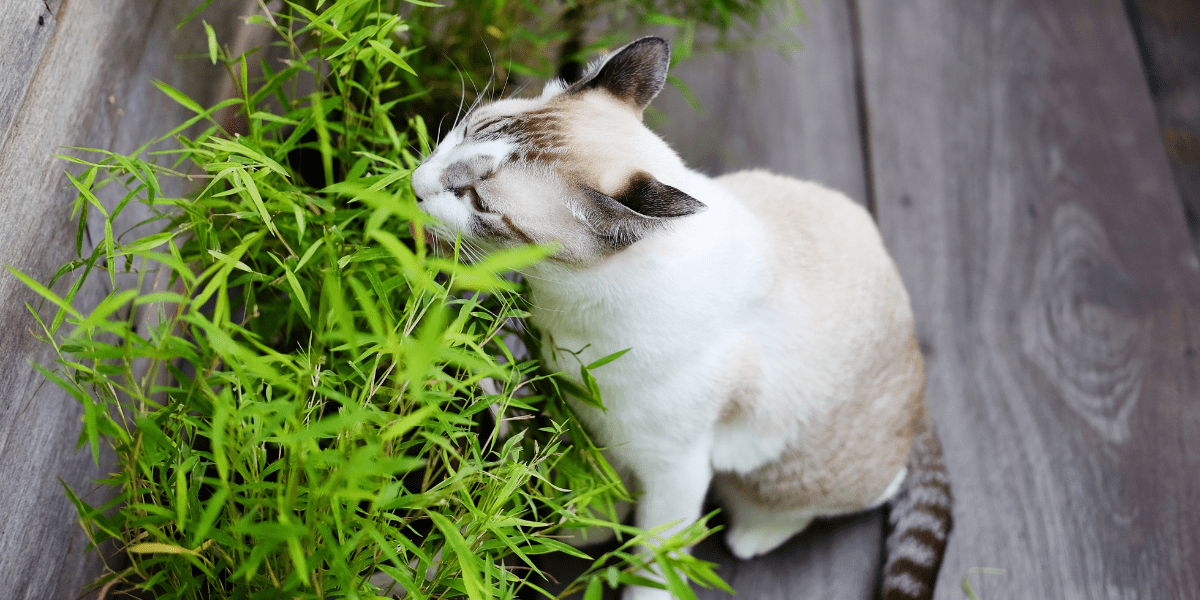 Create an herb garden - Grey cat relaxing and eating grass herb in garden
