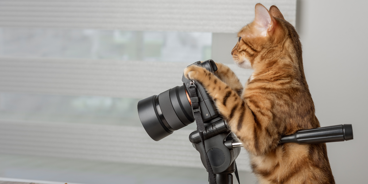 Do a cat photoshoot - bengal cat standing on hind legs leaning on camera