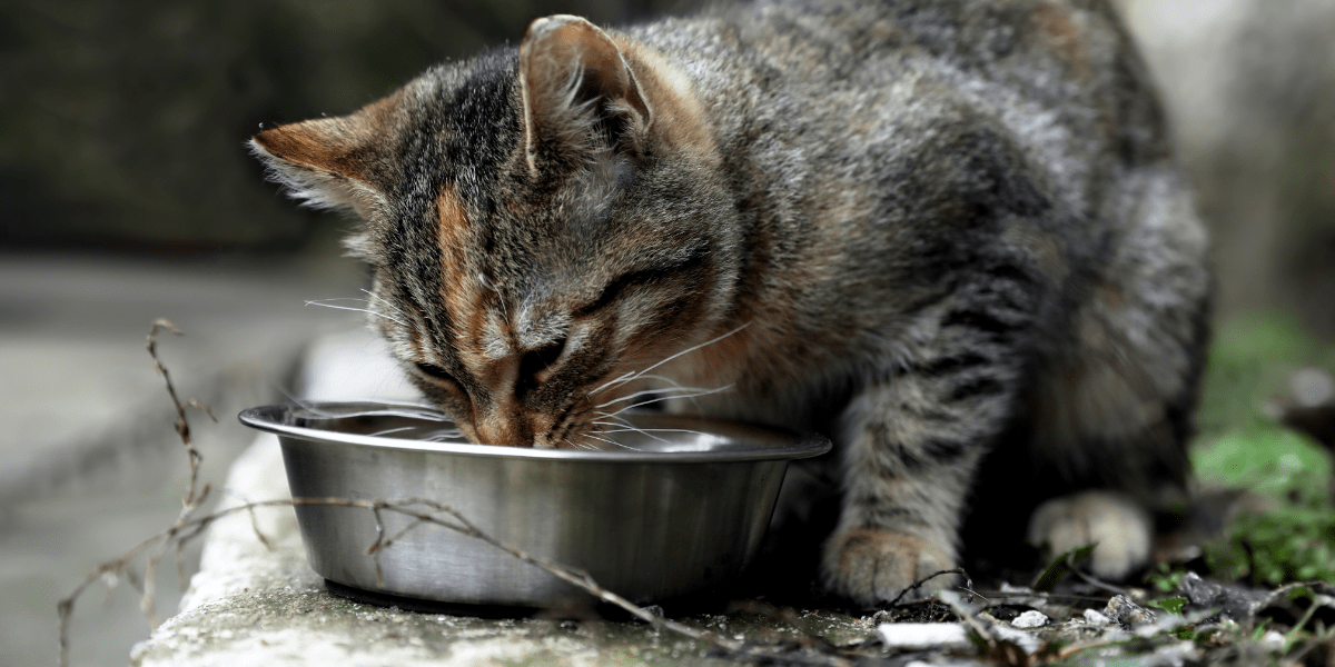Feed the stray cats in your community - Feeding an outdoor stray cat