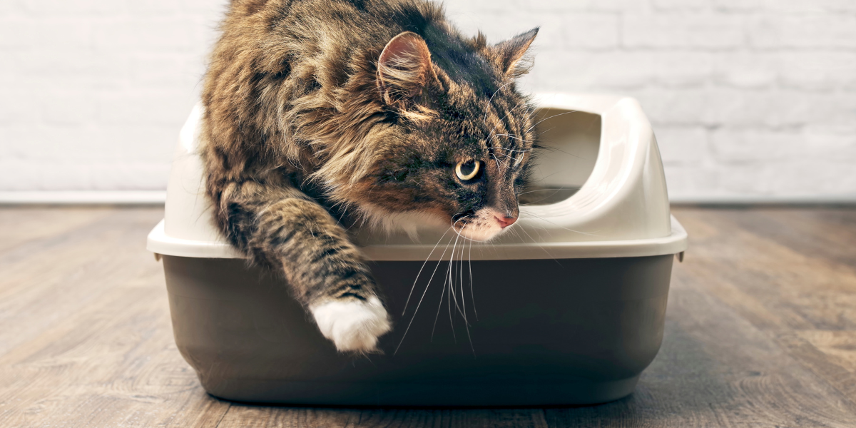 Fluffy tabby cat walking out of a litter box
