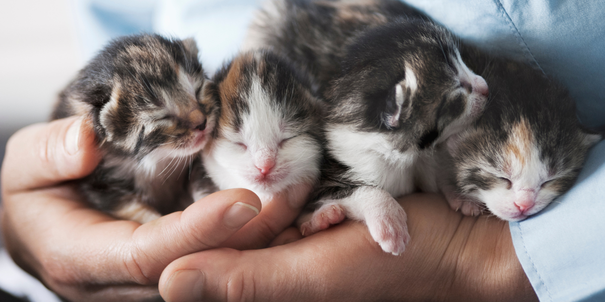 Fostering Makes a Big Difference and Saves Lives - handful of baby kittens
