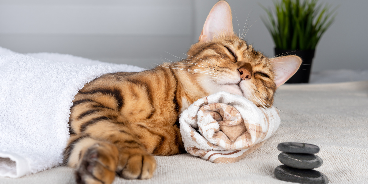 Give your cat a relaxing massage - bengal cat laying on a towel ready for a spa day