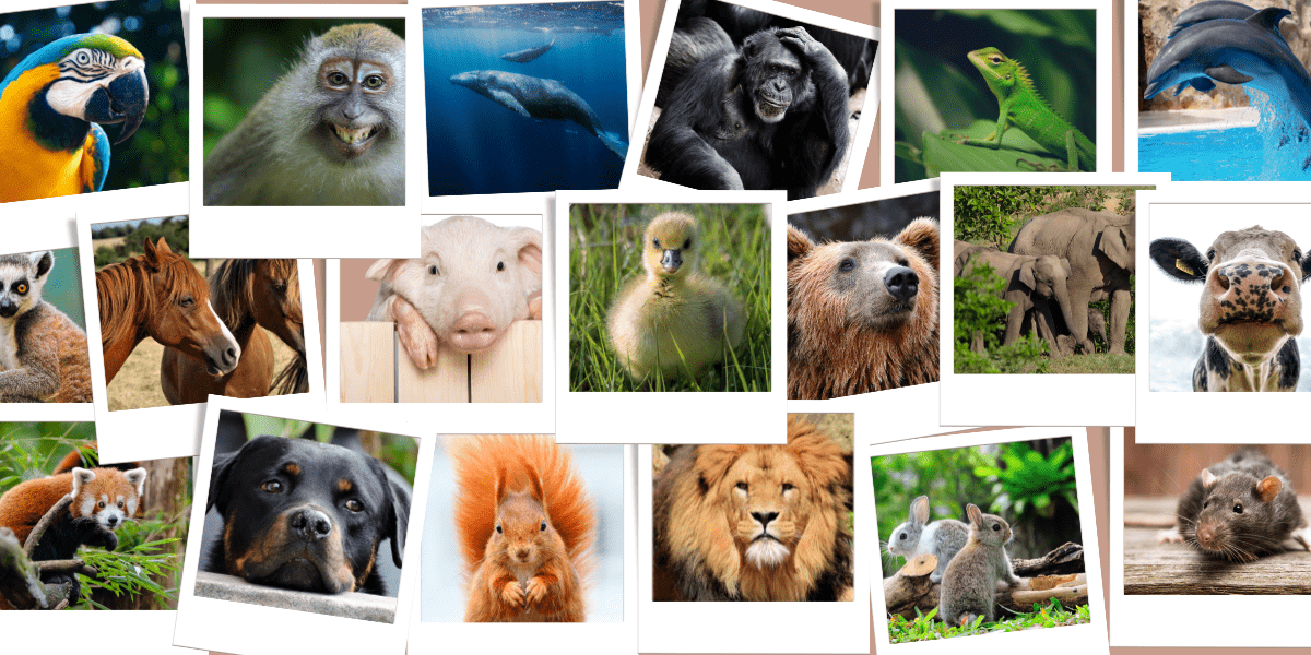 Good for all animals - collage of animals of the planet