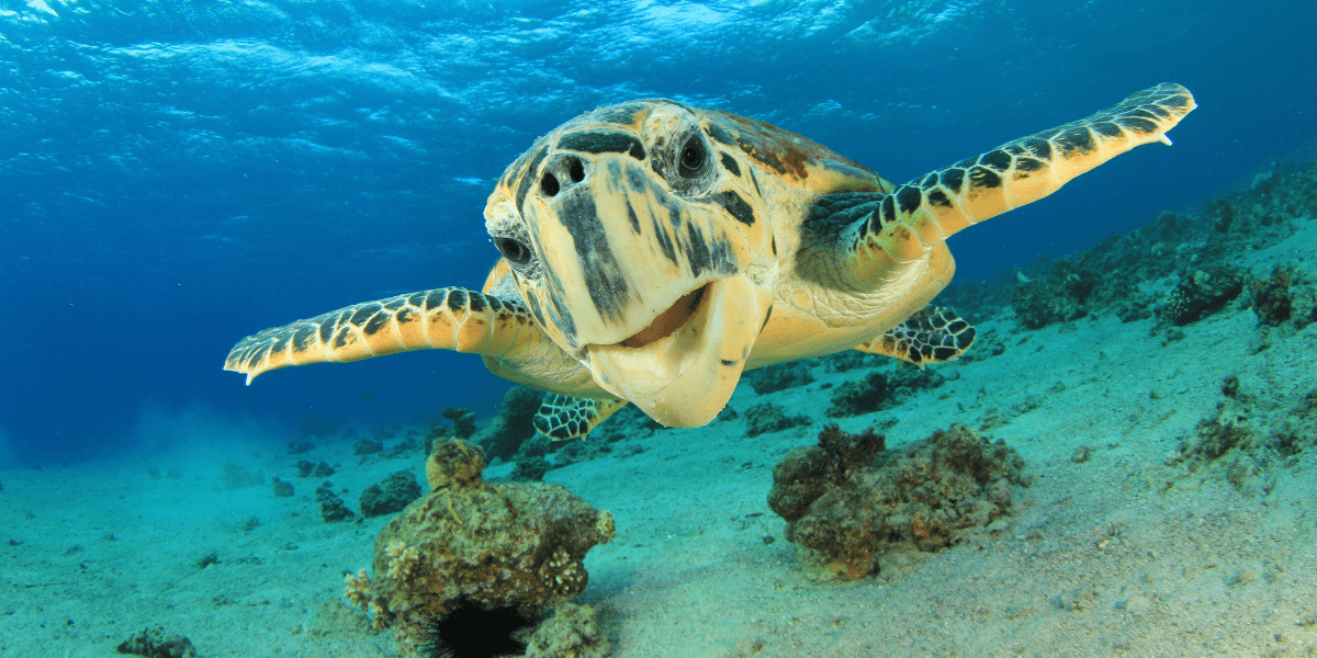Help to Protect Endangered Species - Hawksbill Sea Turtle swimming