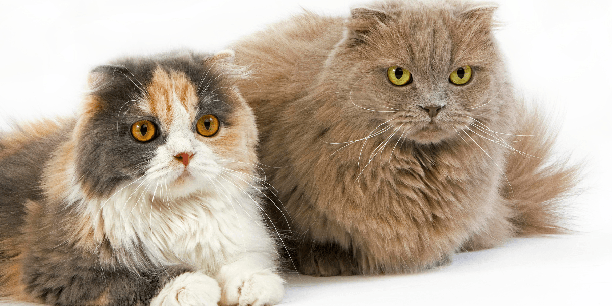 Highland Fold - Blue Cream and White highland Fold and grey Highland Fold Domestic Cat laying against White Background