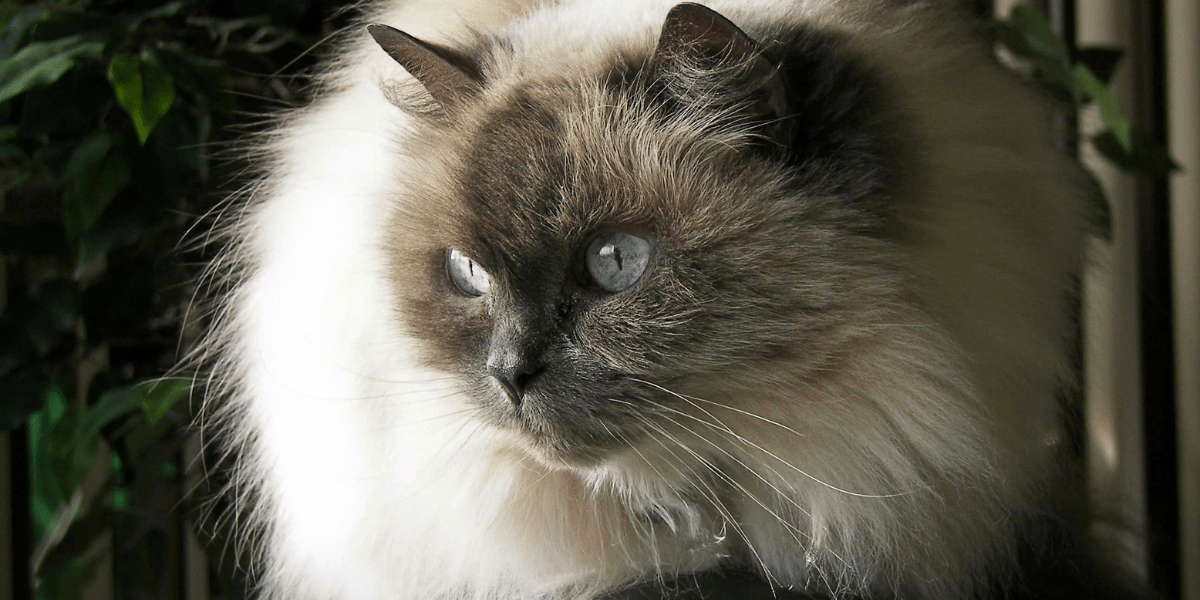 Himalayan - Fluffy white and grey Himalayan cat with blue eyes