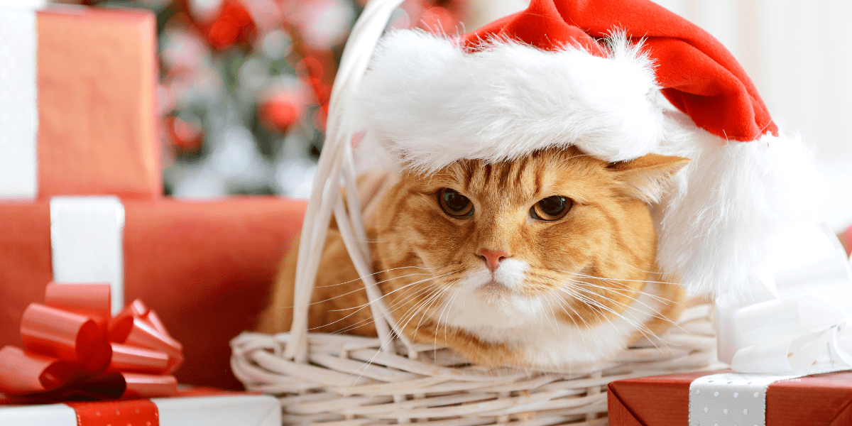 Holiday Stressor 2: Playing dress up - ginger cat in a basket with a santa hat on looking pissed