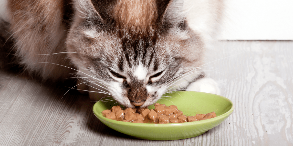 Improve their diet - fluffy cat eating wet food from a green bowl