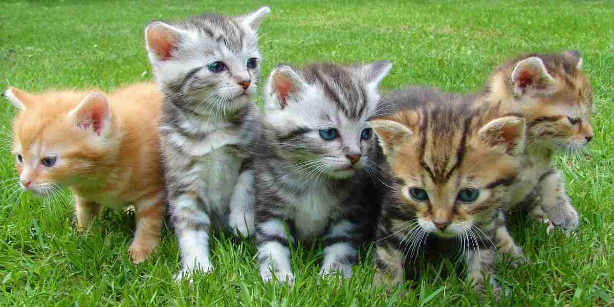 Variety of kitten-friendly litter options for new cat owners. How to choose a cat litter for kittens.