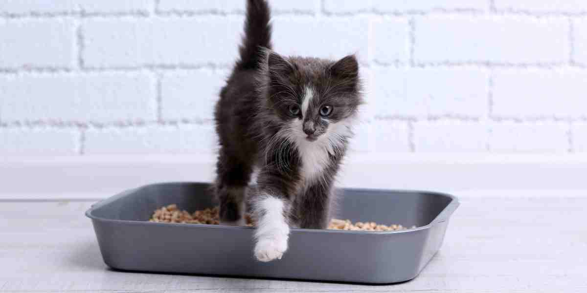 Cute grey and white kitten stepping out of a grey litter box. Showing a proper litter box set up.