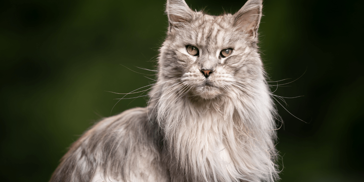 Maine Coon Cat - grey long-haired Maine Coon cat sitting outside