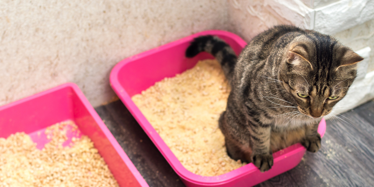 Most experts recommend 2 litter boxes per cat in your household. Cat using the litter box.