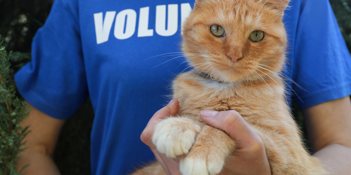 National Cat Day is all about raising awareness - volunteer in blue shirt holding a ginger cat