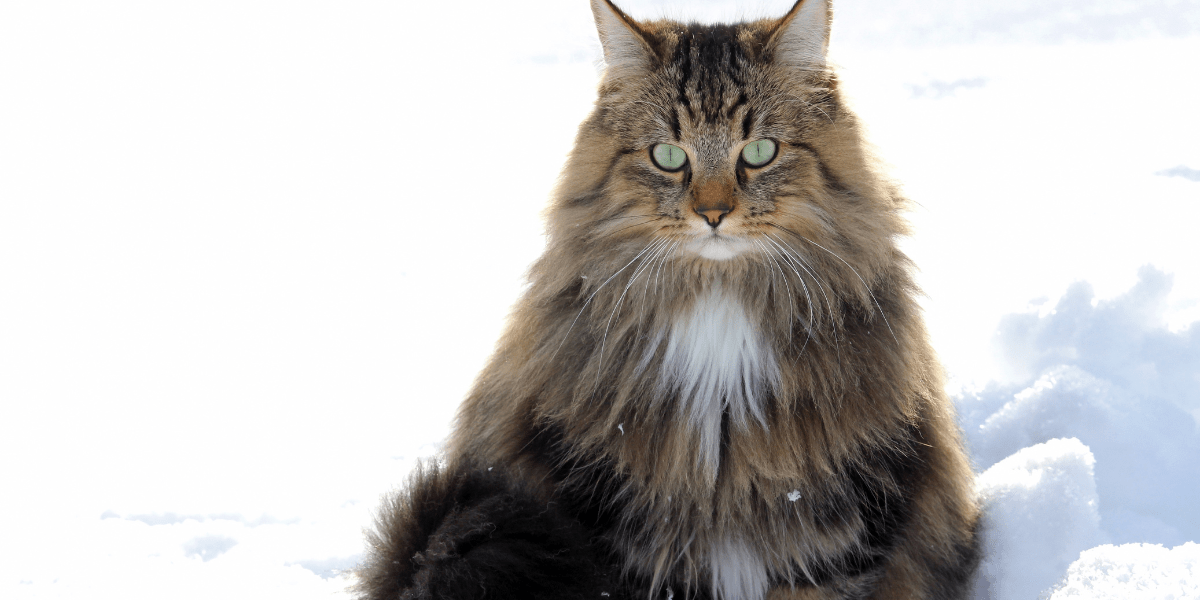 Norwegian Forest cat - fluffy, long-haired cat sitting in the snow