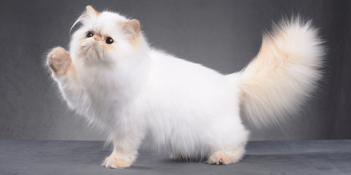 Persian cat - fluffy white Persian cat