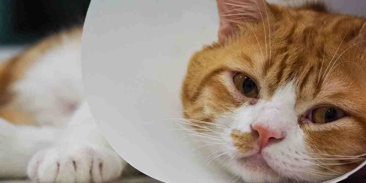 An orange and white cat wearing a protective cone collar resting after surgery, depicting medical reasons your cat avoids the litter box.