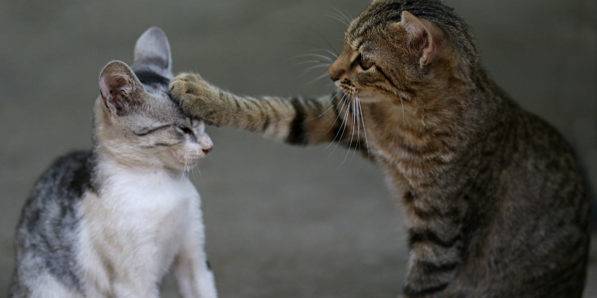 Prepare Your Home and Resident Cat for a Foster Cat - older tabby cat putting paw on a grey and white kitten's head
