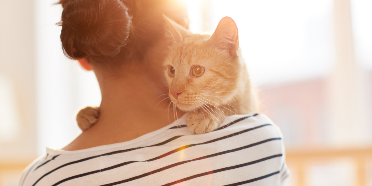 Resolutions that are good for your animal - Ginger Cat Embracing Owner
