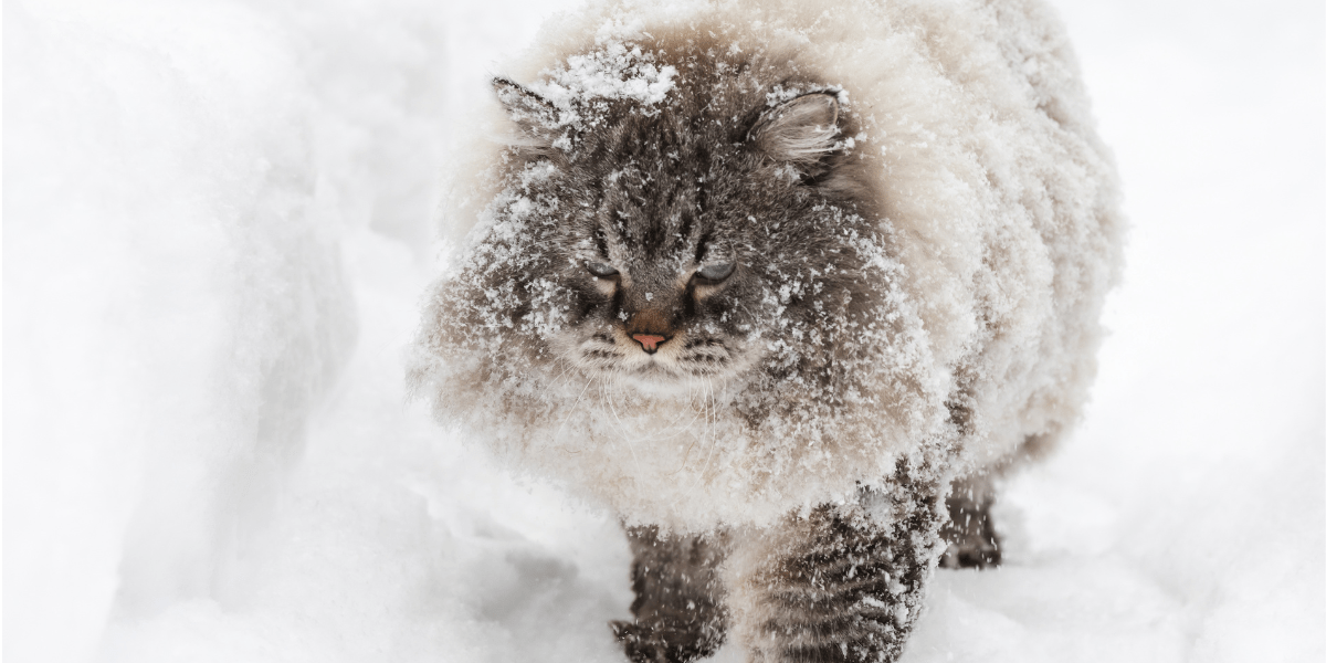 Russian Siberian cat - mad fluffy Siberian cat covered in snow