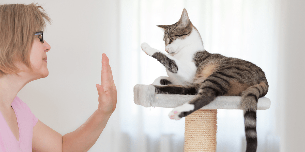 Teach your cat new tricks - blonde woman and cat gives high five