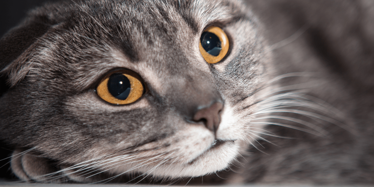 Understanding Cats and their Holiday Stress - scared grey cat