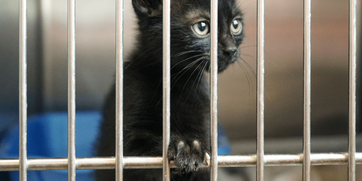 Volunteer at an animal shelter - black kitten in a cage looking to get out