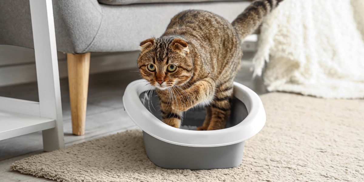 What makes a cat litter healthy? - cat walking out of a litter box in a beautiful urban apartment