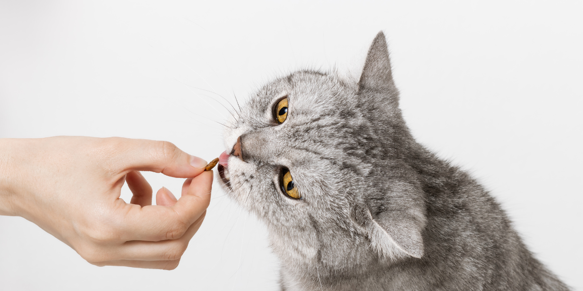 Whip up some do-it-yourself cat treats - woman feeding a grey cat a treat