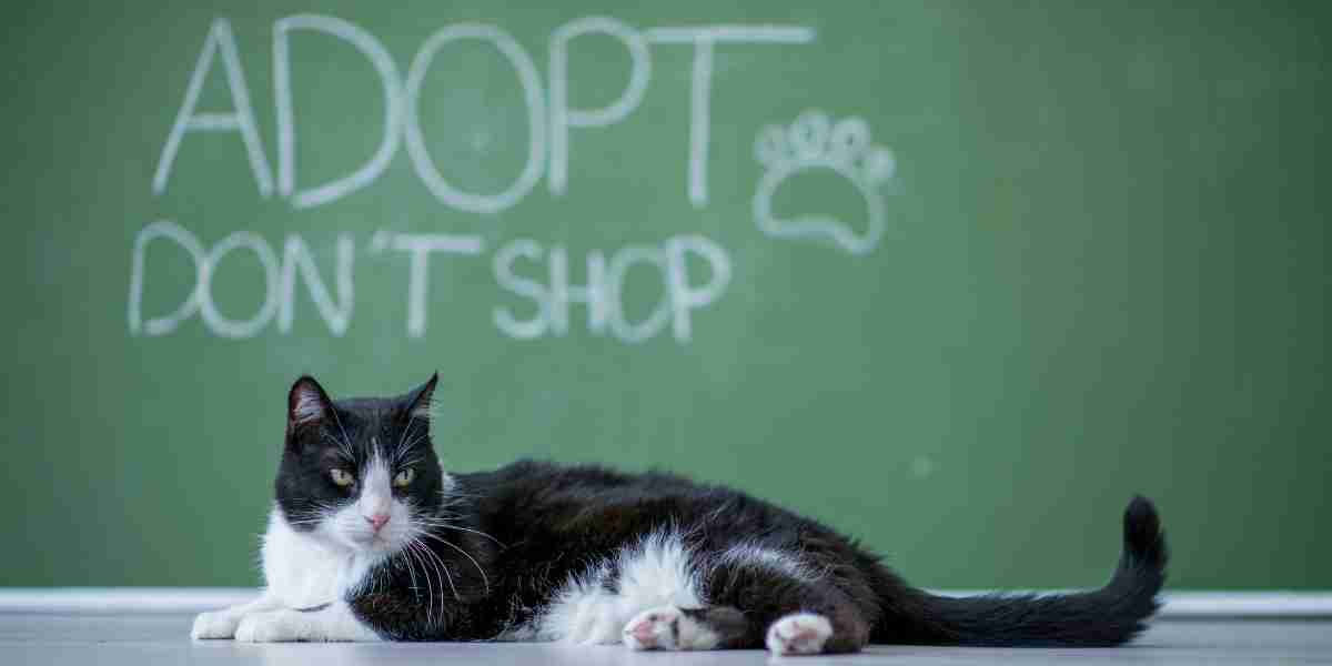 "Adopt don't shop" eco-friendly cat care message with a serene black and white cat promoting pet adoption.