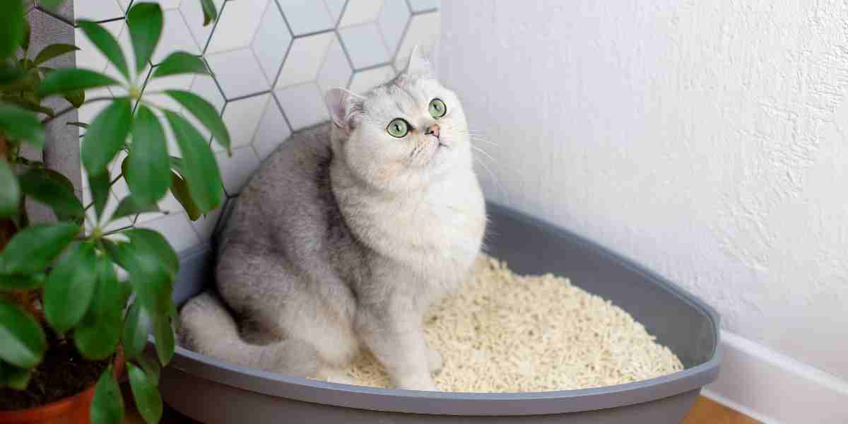 White cat using plant-based SoyKitty litter, the best natural cat litter choice for eco-conscious pet owners