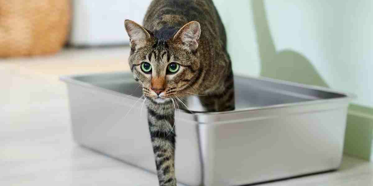 What type of litter box is best? Tabby cat walking out of a large stainless steel litter box.