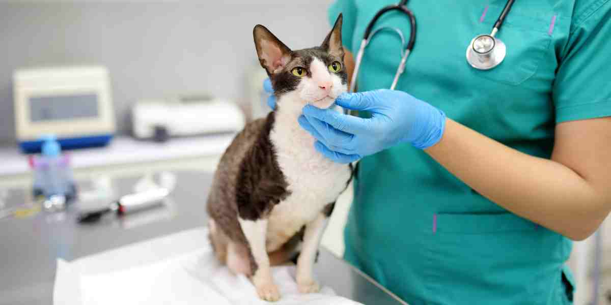 A professional veterinarian gently examines an alert cat, showcasing the compassionate veterinary care and attention to animal wellness in a clinical setting