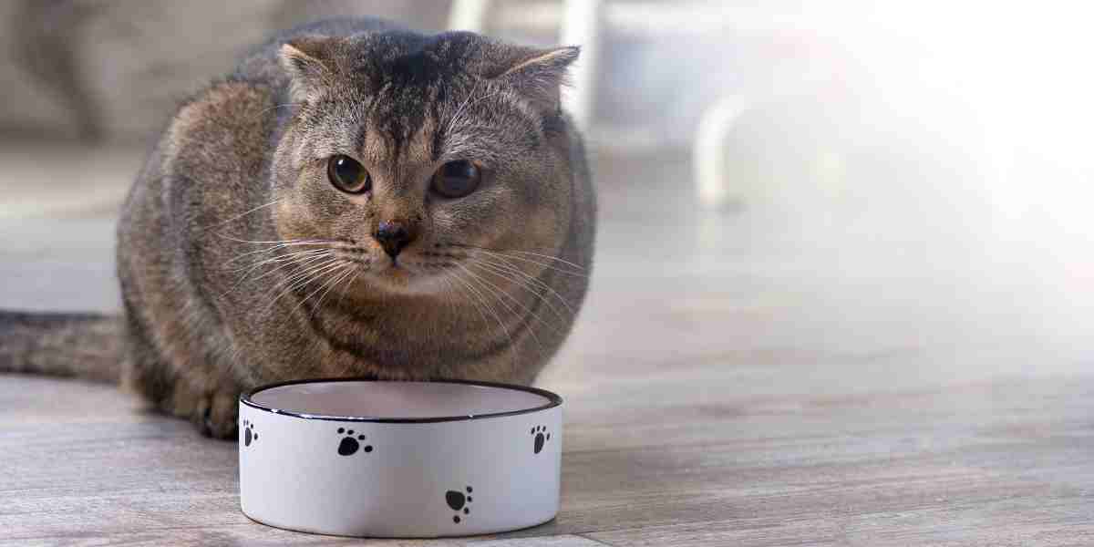 Angry cat sitting by a deep and narrow food bowl causing whisker fatigue and stress.