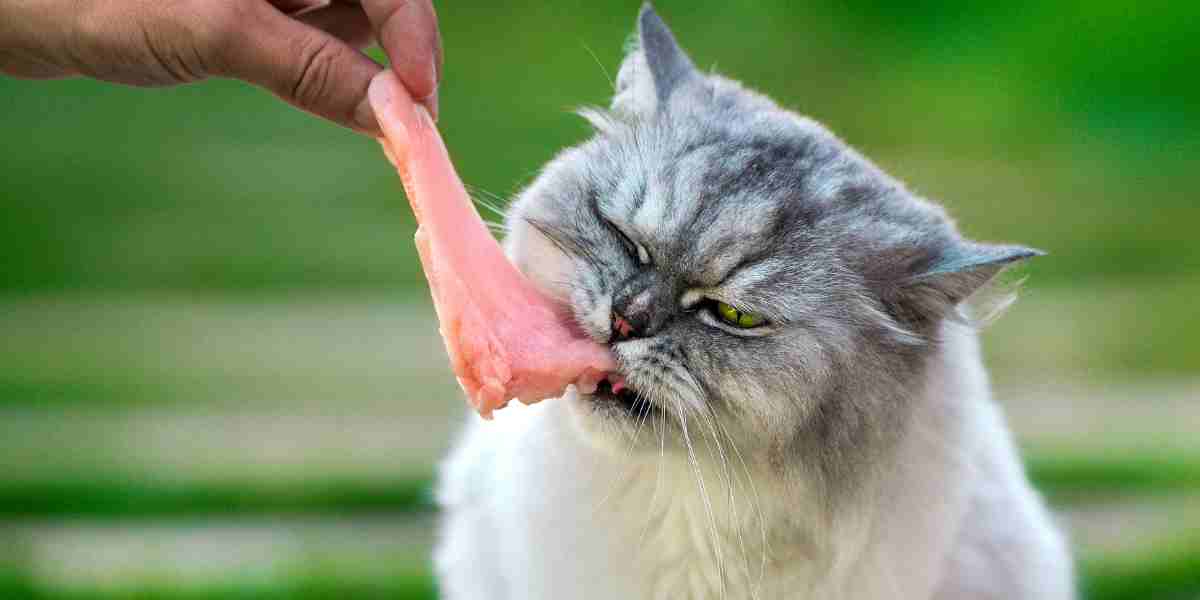 Feed a species-appropriate diet. Cat eating a piece of raw chicken as part of a healthy cat diet.