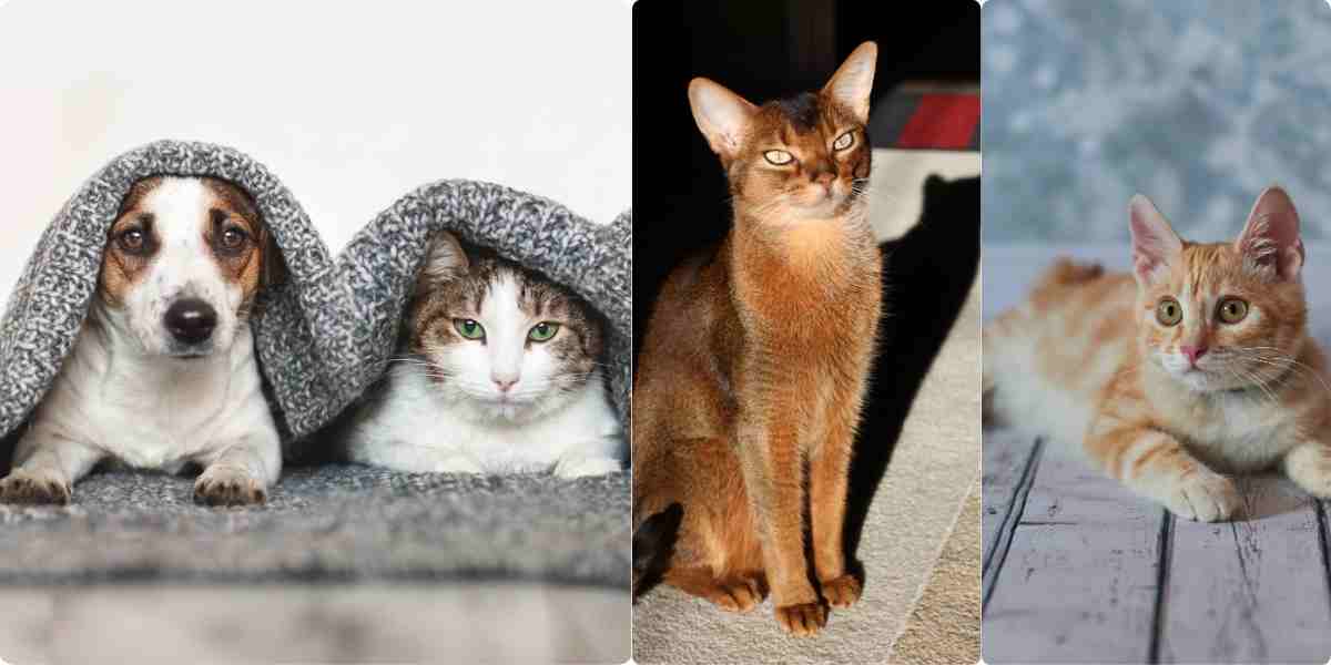 Debating between a cat & dog? Enjoy the company of lively and dog-like Abyssinian and American Bobtail cats.