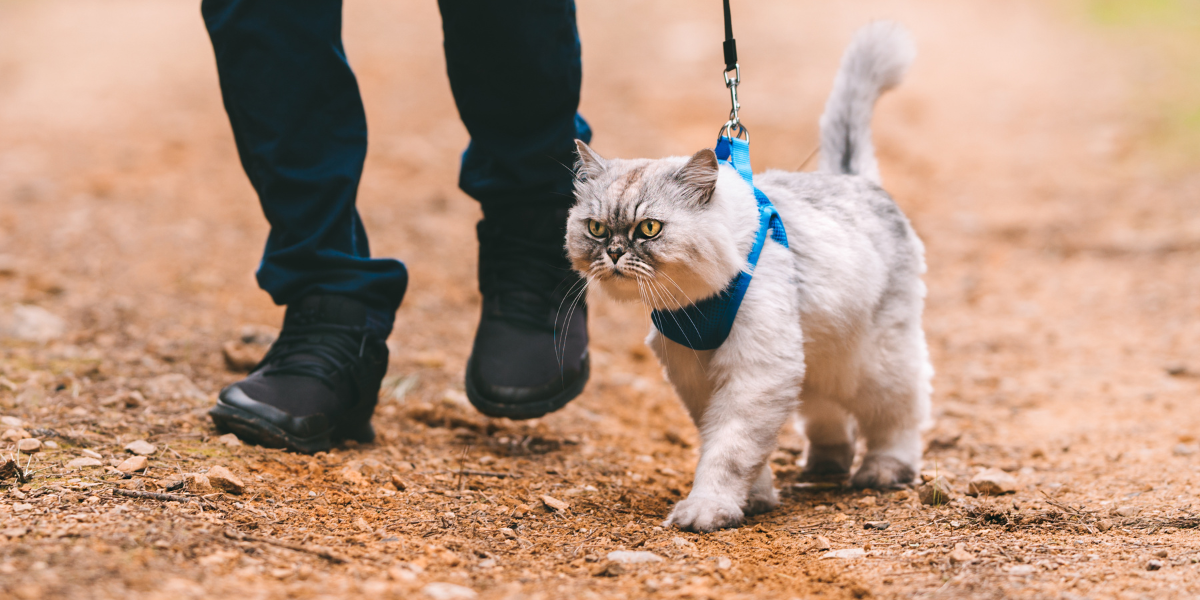 Grey cat outside walking with its owner with a harness on