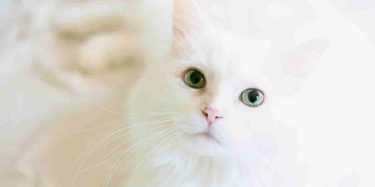 Elegant white long-haired cat with captivating green eyes looking at the camera showing a shiny coat because of proper grooming by its owner