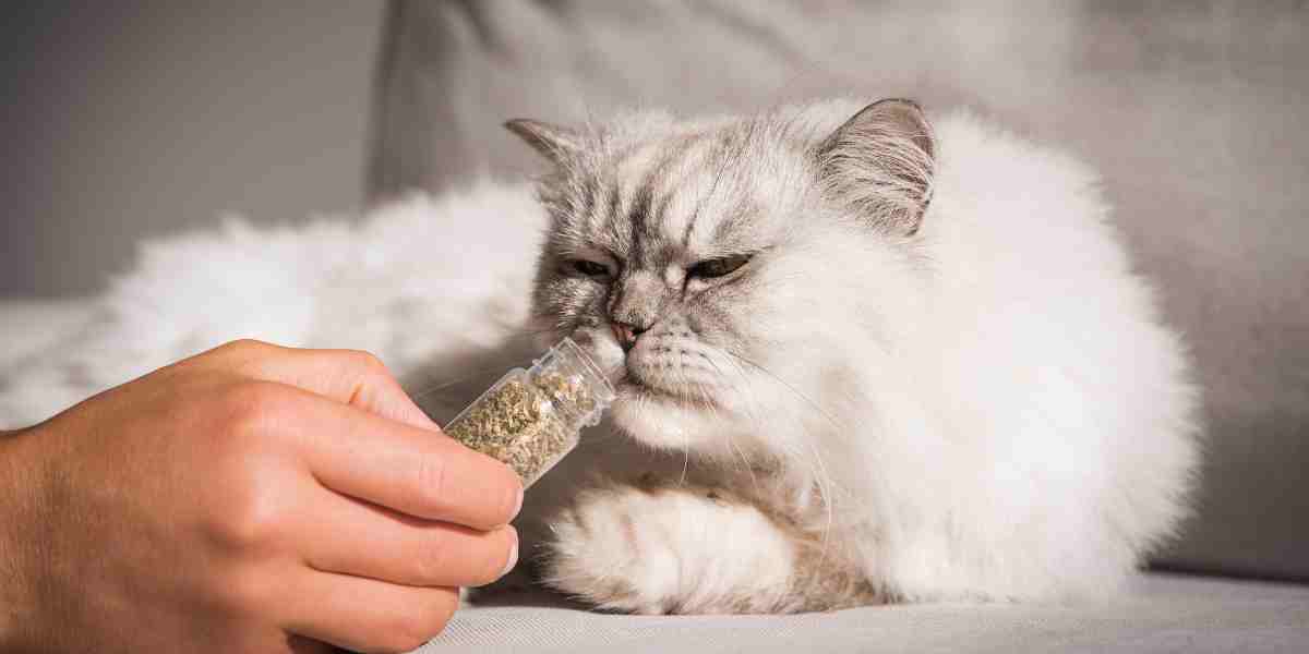 Explore natural feline enjoyment with this captivating image of a fluffy grey cat savoring the scent of dried catnip, highlighting the safe and herbal wellness options for pets.