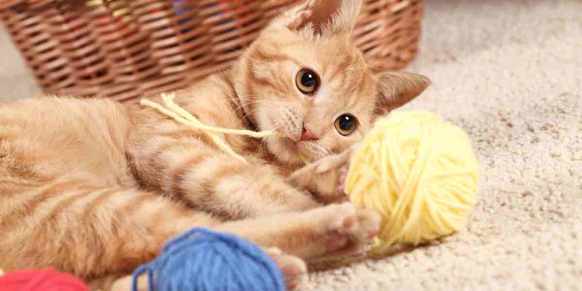 Ginger cat engaging in play with colorful balls of yarn to encourage exercise and stress reduction