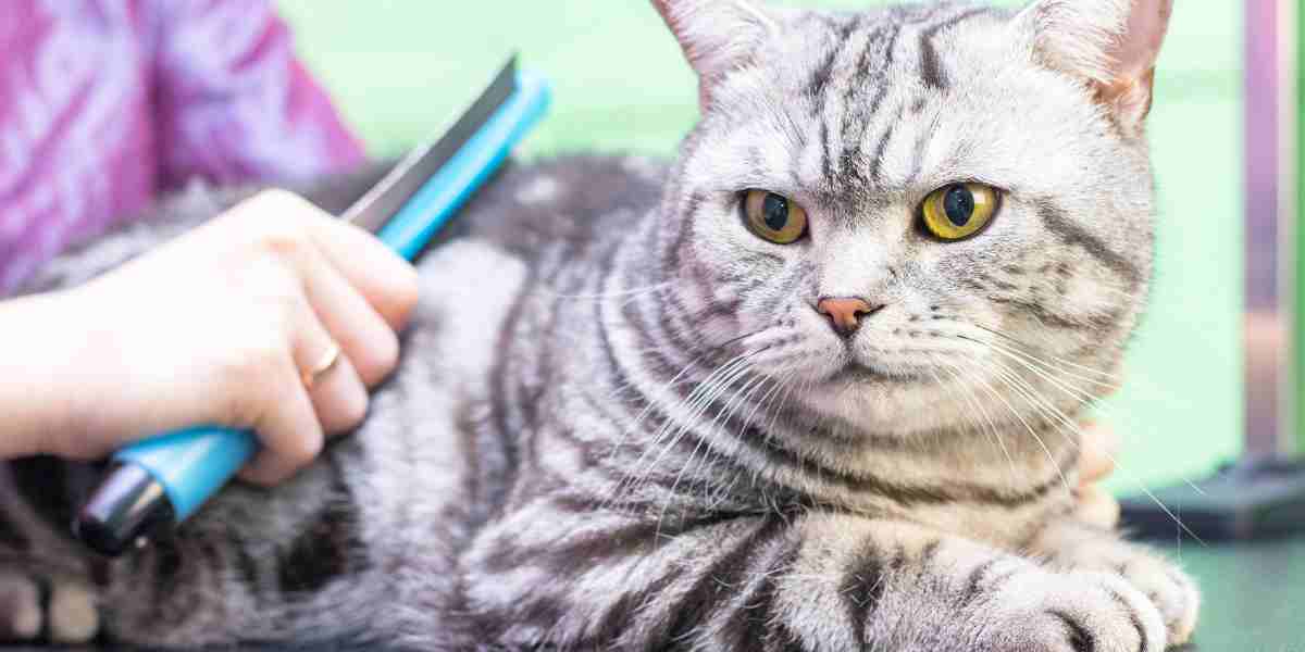 Groomer combing a tabby cat's fur, showcasing the importance of regular grooming for a cat