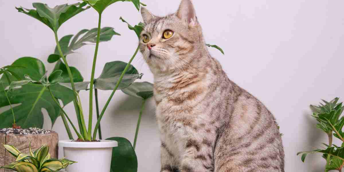 Tabby cat with house plants promoting healthy cat litter choice. What makes a cat litter healthy?